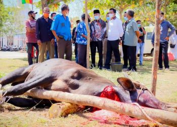 Bupati dan Wakil Bupati Rohil Saksikan Penyembelihan Qurban Di Kantor Bupati dan DLH