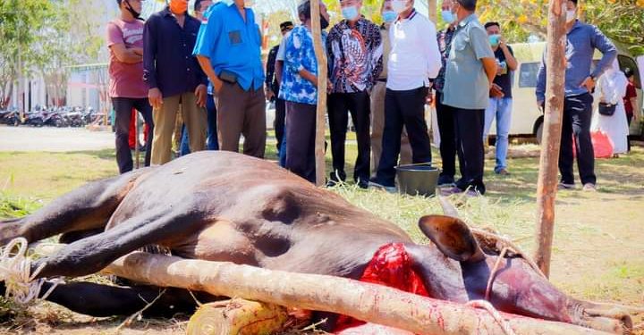 Bupati dan Wakil Bupati Rohil Saksikan Penyembelihan Qurban Di Kantor Bupati dan DLH