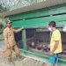 Penghulu Suak Temenggung Apresiasi Demplot Ternak Ayam Program TMMD