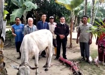 Efendi Sianipar dan Maston Sumbang Sapi Qurban
