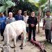 Efendi Sianipar dan Maston Sumbang Sapi Qurban