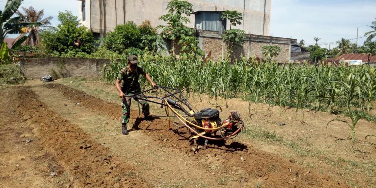 Akan Ditanam Jagung, Babinsa Siapkan Lahan Ketahanan Pangan Koramil 03/Bgs