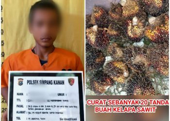Diduga Curi Buah PT SKL, Satu dari Empat Pelaku Ditangkap Polisi