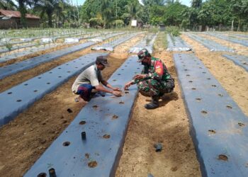 Praka Ali Akbar Babinsa Koramil 03/Bgs Komsos dengan Petani