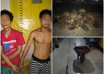 Tertangkap Tangan Curi Buah Sawit, Dua Pria Dipolisikan