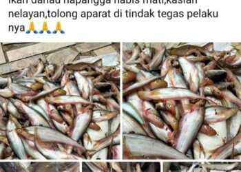 Ikan di Danau Napangga Mati Mendadak, Diduga Tercemar Limbah