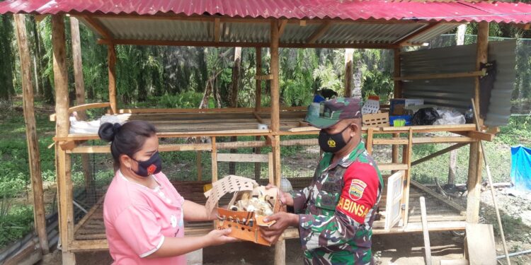 Bantu Ekonomi Warga, Babinsa Koramil 03/Bgs Berikan Bibit Ayam