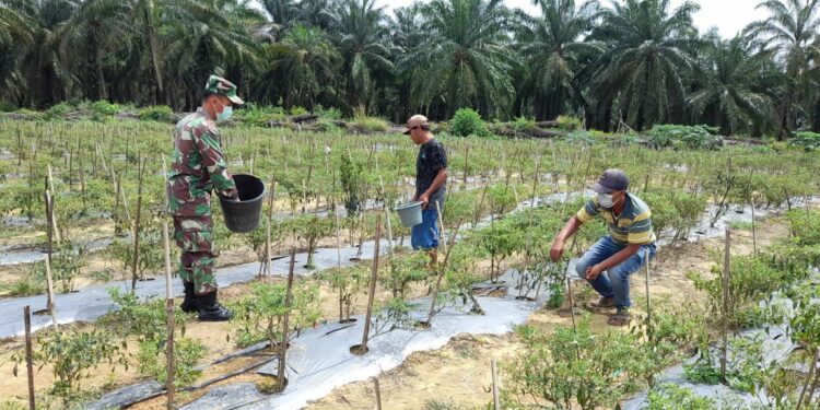 Babinsa Koramil 03/Bgs Bantu Petani Memupuk Cabe