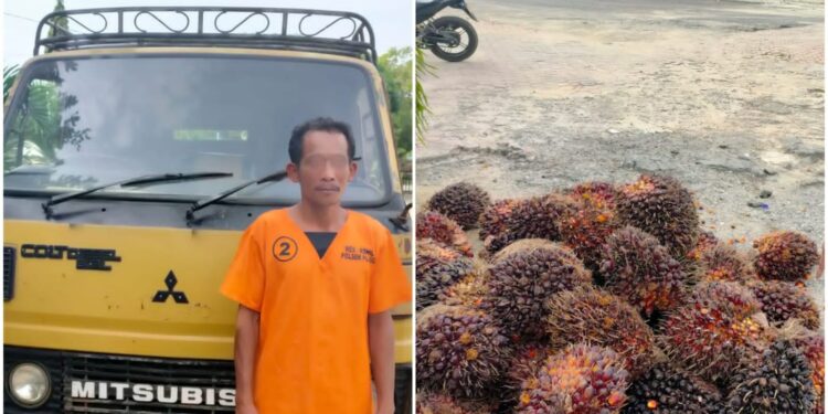 Curi Buah Sawit PT LTS, ‘Cik Gu’ Digelandang ke Polsek Pujud