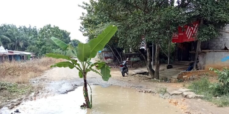 Tak Kunjung Diperbaiki, Jalan Ringroad Baganbatu Ditanam Pohon Pisang