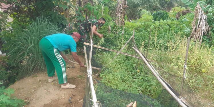 Dekatkan Diri dengan Rakyat, Babinsa di Rohil Bantu Bersihkan Lahan Cabai