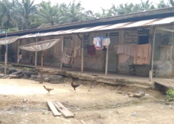 Upahnya Dibawah UMK, Buruh Kebun Sawit di Simpang Kanan Rohil Tanpa Jaminan BPJS?