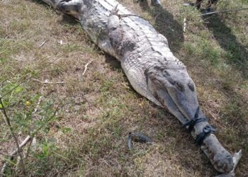 Warga Jerat Buaya, Ternak Bahkan Nelayan Pernah Diterkam