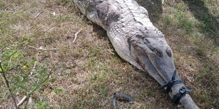 Warga Jerat Buaya, Ternak Bahkan Nelayan Pernah Diterkam