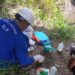 DLH Rohil Ambil Sampel di Kali Wates, Terlihat Ikan Sapu-sapu Terkapar