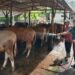 Komsos, Babinsa Koramil 03/Bgs Pastikan Sapi Warga Bebas PMK