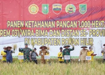 Sumber Ketahanan Pangan, Bupati Rohil dan Gubri Panen Raya 