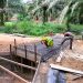 Pasiter Satgas TMMD ke-117 Rohil: Satu Pembangunan Box Culvert Lagi Capai 100 Persen