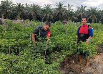 Babinsa Koramil 0321-06/Tanjung Medan Kembali Lakukan Pendampingan Hanpangan