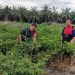 Babinsa Koramil 0321-06/Tanjung Medan Kembali Lakukan Pendampingan Hanpangan