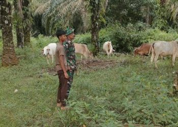 Antisipasi Penularan PMK, Babinsa Koramil 0321-06/Tanjung Medan Cek Sapi Warga