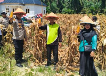 Sinergi Polri dan Petani, Polsek Rimba Melintang Panen Jagung 1 Ton untuk Dukung Program Asta Cita Presiden