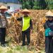 Sinergi Polri dan Petani, Polsek Rimba Melintang Panen Jagung 1 Ton untuk Dukung Program Asta Cita Presiden