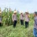 Polsek Bagan Sinembah Tinjau 30 Hektare Jagung, Perkuat Ketahanan Pangan dan Dukung Asta Cita Presiden