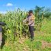 Bhabinkamtibmas Polsek Bagan Sinembah Cek Lahan Jagung Kelompok Tani Surya Barak 15