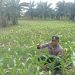 Dukung Program Ketahanan Pangan Nasional, Polsek TPTM Rutin Pantau Perkembangan Tanaman Jagung