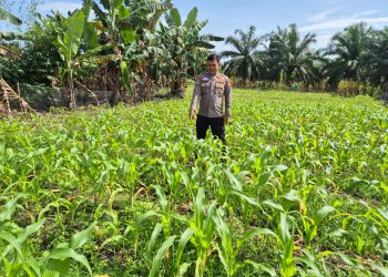 Personel Polsek TPTM Cek Perkembangan Tanaman Jagung Program Ketahanan Pangan