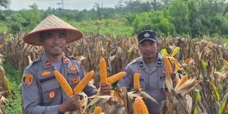 Polsek TPTM Gelar Panen Raya Jagung Kuartal II, Hasilkan Sekitar 500 Kilogram