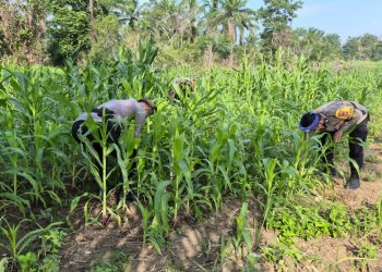 Polsek Bagan Sinembah Kawal Pertumbuhan Jagung, Wujudkan Ketahanan Pangan dari Desa