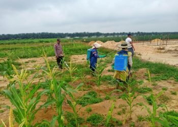 Polsek Pujud Pantau Pertumbuhan Jagung Ketahanan Pangan di Siarang Arang