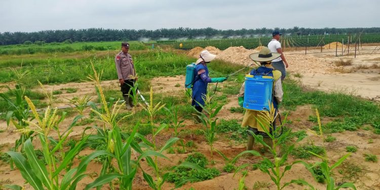 Polsek Pujud Pantau Pertumbuhan Jagung Ketahanan Pangan di Siarang Arang
