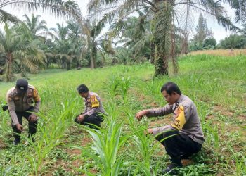 Polsek Bagan Sinembah Intensifkan Pemantauan Jagung Pipil, Perkuat Ketahanan Pangan Nasional