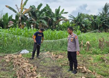 Polsek TPTM Pantau Perkembangan Jagung Ketahanan Pangan, Tanaman Tumbuh Baik