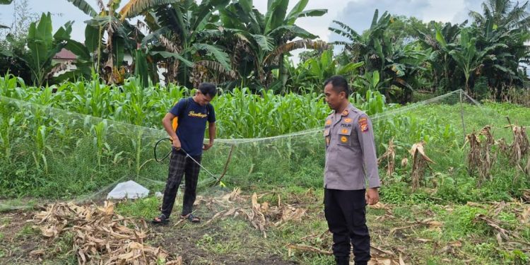 Polsek TPTM Pantau Perkembangan Jagung Ketahanan Pangan, Tanaman Tumbuh Baik