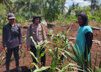 Turun Langsung ke Lahan, Kapolsek Panipahan Dampingi Petani Kembangkan Jagung Pipil