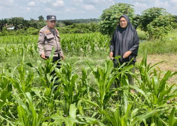 Bhabinkamtibmas Polsek Bukit Kapur Cek Lahan Jagung 1 Hektare, Dukung Program Ketahanan Pangan Nasional