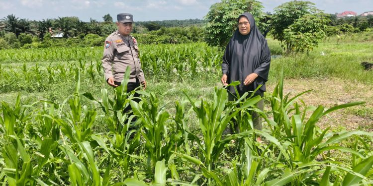 Bhabinkamtibmas Polsek Bukit Kapur Cek Lahan Jagung 1 Hektare, Dukung Program Ketahanan Pangan Nasional