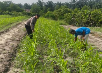 Bersama Petani, Bhabinkamtibmas Polsek Bukit Kapur Cek Perkembangan Jagung