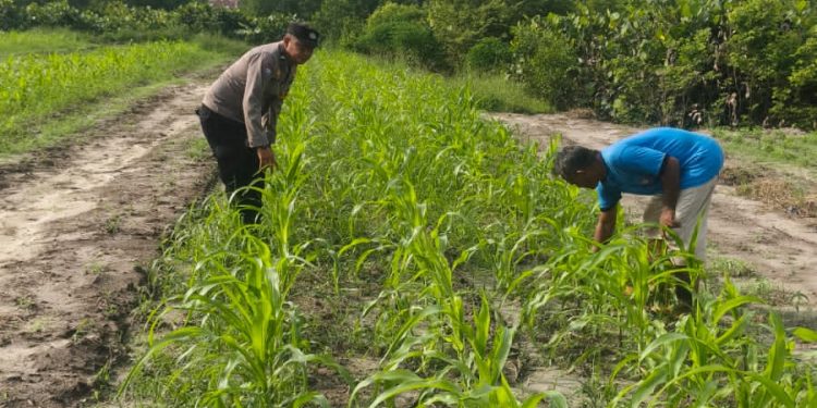 Bersama Petani, Bhabinkamtibmas Polsek Bukit Kapur Cek Perkembangan Jagung