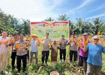 Dukung Swasembada Pangan 2026, Polsek Bukit Kapur Ikuti Panen Raya Jagung Kuartal III