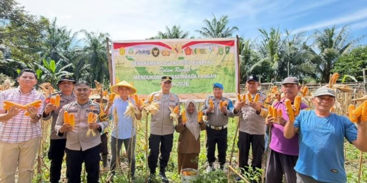 Dukung Swasembada Pangan 2026, Polsek Bukit Kapur Ikuti Panen Raya Jagung Kuartal III