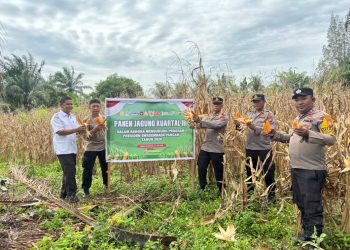 Polsek Bagan Sinembah Panen Jagung Kuartal III, Wujud Nyata Dukungan Polri terhadap Ketahanan Pangan Nasional