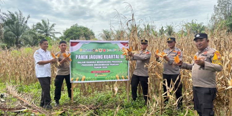 Polsek Bagan Sinembah Panen Jagung Kuartal III, Wujud Nyata Dukungan Polri terhadap Ketahanan Pangan Nasional