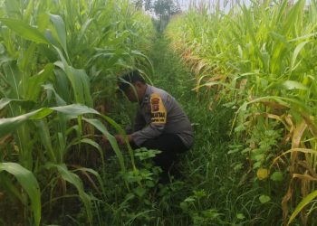 Bhabinkamtibmas Polsek Bukit Kapur Cek Perkembangan Jagung Pipil, Dukung Ketahanan Pangan Nasional