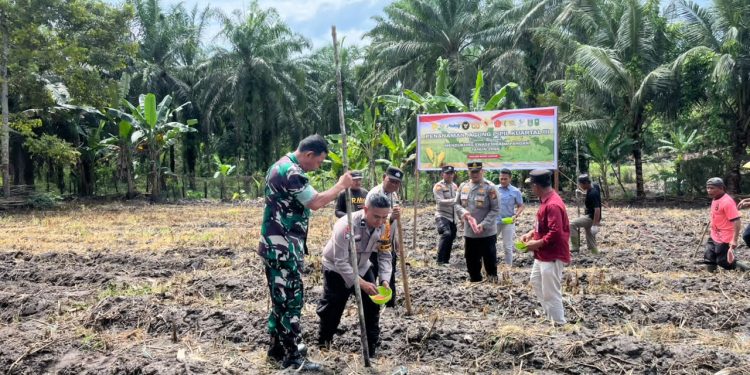 Polsek Bukit Kapur Tanam Jagung Pipil Kuartal III, Dukung Percepatan Swasembada Pangan 2026