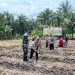 Polsek Bukit Kapur Tanam Jagung Pipil Kuartal III, Dukung Percepatan Swasembada Pangan 2026